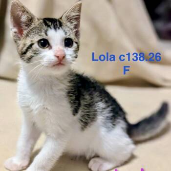 Foster Lola -  Domestic Short Hair Cat for Adoption in Batavia, New York - Foster Lola | PetCurious