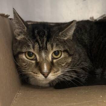 Rescue Domestic Short Hair Cats for Adoption in Phoenixville, Pennsylvania - Oliver | PetCurious