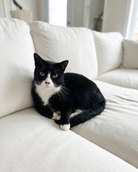 Tuxedo Cats Available for Adoption in Walnut Creek, California - Marty | PetCurious