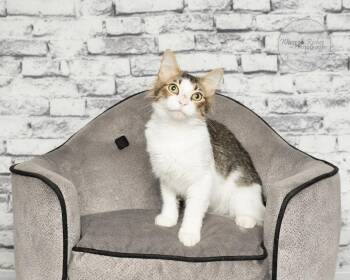 Maine Coon and Domestic Medium Hair Cats Available for Adoption in Tuscaloosa, Alabama - Ezra | PetCurious