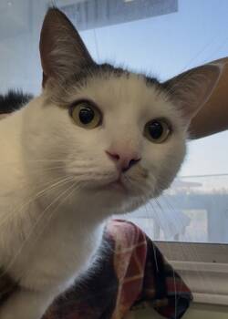 Rescue Domestic Medium Hair and Domestic Short Hair Cats for Adoption in Erin, Ontario - Barnsey | PetCurious