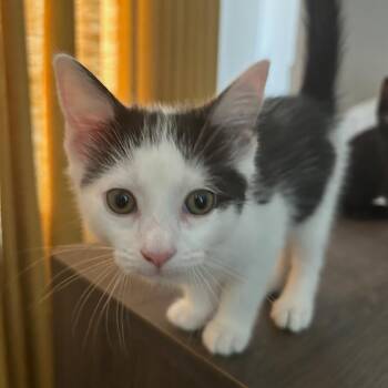 Jolene -  Domestic Short Hair Cat for Adoption in Ferndale, Michigan - Jolene | PetCurious