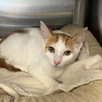 Honda -  Domestic Short Hair Cat for Adoption in West Palm Beach, Florida - Honda | PetCurious