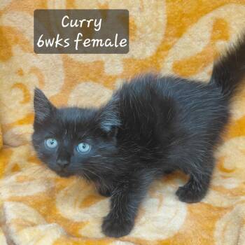 Curry -  Domestic Short Hair Cat for Adoption in New Tazewell, Tennessee - Curry | PetCurious