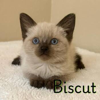 Siamese Cats Available for Adoption in Glendale, Arizona - Biscut | PetCurious