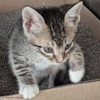 Buggs -  Domestic Short Hair Cat for Adoption in New York, New York - Buggs | PetCurious