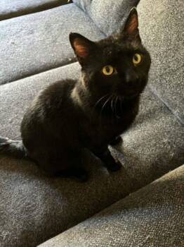 Domestic Short Hair Cats Available for Adoption in Anchorage, Alaska - Picante | PetCurious