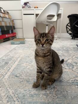 Rescue Domestic Short Hair Cats for Adoption in Brandon, Florida - Max | PetCurious