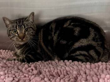 Rescue Tabby and Domestic Short Hair Cats for Adoption in Brookhaven, Mississippi - Marbles 25 | PetCurious