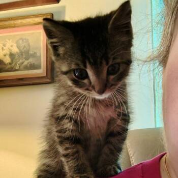 Sweet Baby Ray -  Domestic Short Hair Cat for Adoption in Knoxville, Tennessee - Sweet Baby Ray | PetCurious