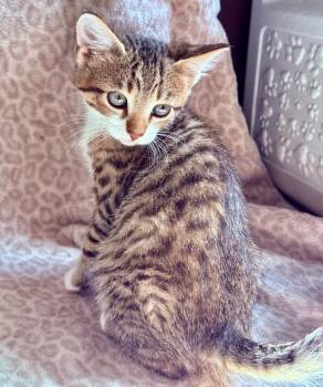 Rescue Tabby Cats for Adoption in Jurupa Valley, California - Jay | PetCurious