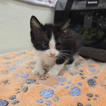 Twinkle -  Domestic Short Hair Cat for Adoption in Spokane, Washington - Twinkle | PetCurious