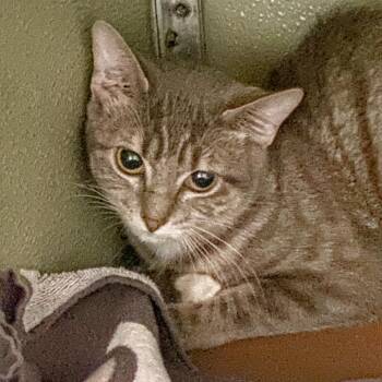 Domestic Short Hair Cats Available for Adoption in Riverwoods, Illinois - Precious | PetCurious