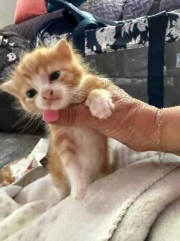 *Sunny Side Menace -  Domestic Short Hair Cat for Adoption in Newnan, Georgia - *Sunny Side Menace | PetCurious