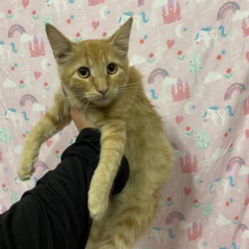 A613751 -  Domestic Medium Hair Cat for Adoption in Modesto, California - A613751 | PetCurious