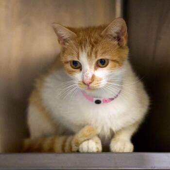 Domestic Short Hair Cats Available for Adoption in Memphis, Tennessee - Chicida | PetCurious