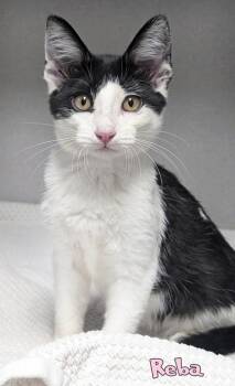 Reba -  Domestic Short Hair Cat for Adoption in Mason, Michigan - Reba | PetCurious