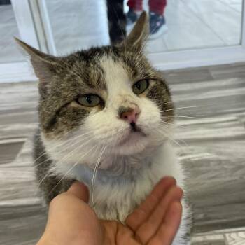 Ethan Hunt -  Domestic Short Hair Cat for Adoption in West Des Moines, Iowa - Ethan Hunt | PetCurious