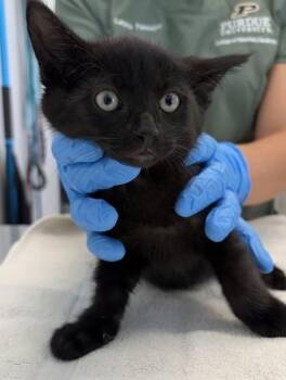 Harry -  Domestic Short Hair Cat for Adoption in Lafayette, Indiana - Harry | PetCurious