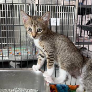 Tinsy -  Domestic Short Hair Cat for Adoption in Bradenton, Florida - Tinsy | PetCurious