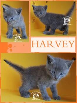 HARVEY -  Domestic Short Hair Cat for Adoption in Kenansville, North Carolina - HARVEY | PetCurious
