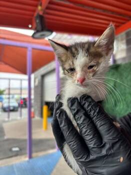 Domestic Short Hair Cats Available for Adoption in El Paso, Texas - 60730106 | PetCurious