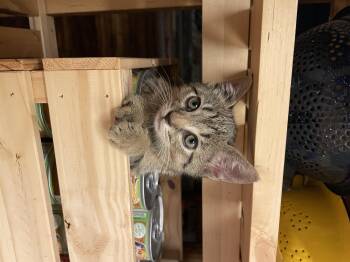 Viva -  Domestic Short Hair Cat for Adoption in New York, New York - Viva | PetCurious