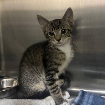 Concert 28549 -  Domestic Short Hair Cat for Adoption in Middleburg, Florida - Concert 28549 | PetCurious