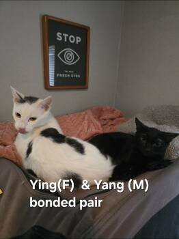 Rescue Domestic Short Hair and Bombay Cats for Adoption in Villa Park, California - Ying & Yang (Bonded) | PetCurious
