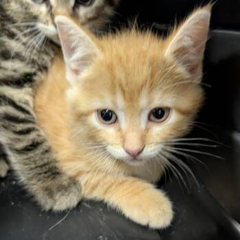Cheezit -  Domestic Short Hair Cat for Adoption in Columbia, Missouri - Cheezit | PetCurious