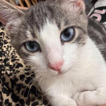 Squeaker Caywood -  Domestic Short Hair Cat for Adoption in Eagle Mountain, Utah - Squeaker Caywood | PetCurious