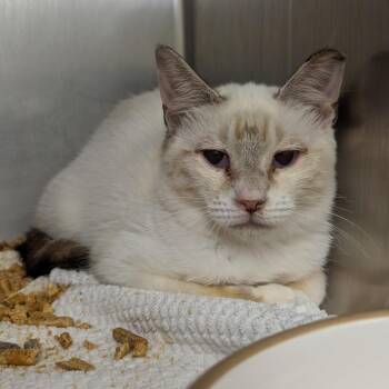 Melissa -  Domestic Short Hair Cat for Adoption in Auburn, Alabama - Melissa | PetCurious