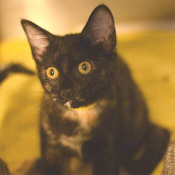 America -  Domestic Short Hair Cat for Adoption in Belleville, Illinois - America | PetCurious