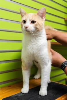 Domestic Short Hair Cats Available for Adoption in St. Peters, Missouri - BUTTERSCOTCH | PetCurious
