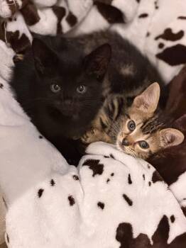 Parker -  Domestic Short Hair Cat for Adoption in Bear, Delaware - Parker | PetCurious