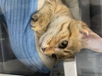 Tabby Cats Available for Adoption - Malawi | PetCurious