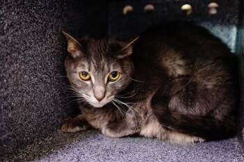 SMOKEY -  Domestic Short Hair Cat for Adoption in Orlando, Florida - SMOKEY | PetCurious