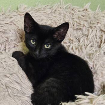 Rescue Domestic Short Hair Cats for Adoption in Owatonna, Minnesota - Raven | PetCurious