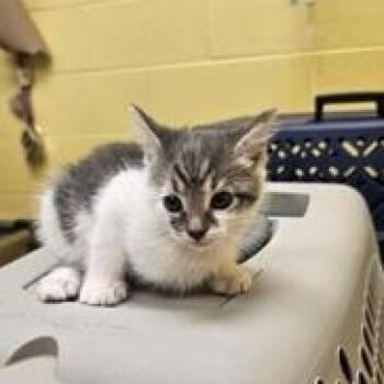 Stasha -  Domestic Short Hair Cat for Adoption in New York, New York - Stasha | PetCurious