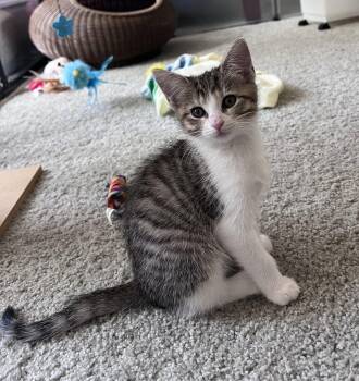 Magpie -  Domestic Short Hair Cat for Adoption in Pittsboro, North Carolina - Magpie | PetCurious