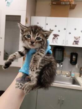 Poppy -  Domestic Short Hair Cat for Adoption in Palm Coast, Florida - Poppy | PetCurious