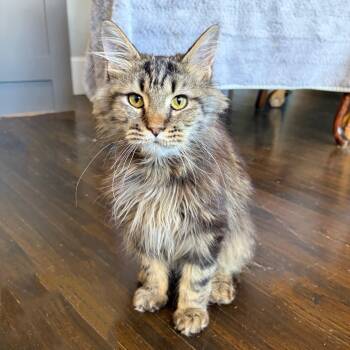 Maine Coon Cats Available for Adoption in Mastic, New York - Gideon | PetCurious
