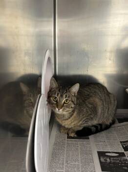 Domestic Short Hair Cats Available for Adoption - Dash | PetCurious