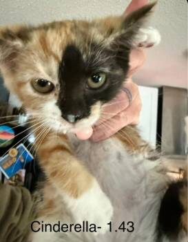 Cinderella -  Domestic Short Hair Cat for Adoption in Johnson City, Tennessee - Cinderella | PetCurious