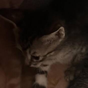 Domestic Short Hair Cats Available for Adoption in Edinburg, Texas - Capone | PetCurious