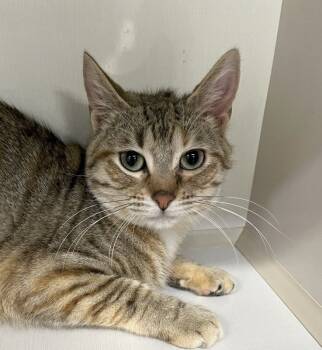 Rescue Domestic Short Hair Cats for Adoption in Genoa, Illinois - Cinder | PetCurious