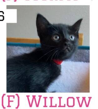 Willow -  Domestic Short Hair Cat for Adoption in Vacaville, California - Willow | PetCurious