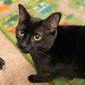 Domestic Short Hair Cats Available for Adoption - Squirt | PetCurious