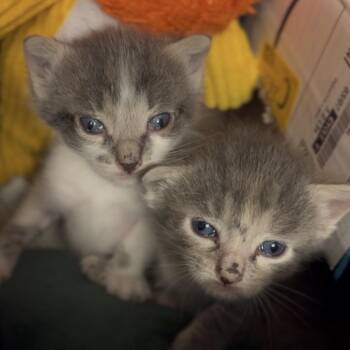 Cher -  Domestic Short Hair Cat for Adoption in Midland, Texas - Cher | PetCurious