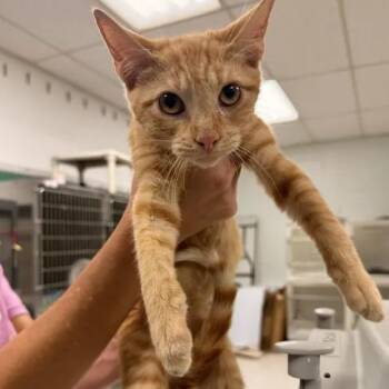Caelum-C -  Domestic Short Hair Cat for Adoption in East St. Louis, Illinois - Caelum-C | PetCurious